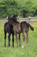 Bienvenue à l'Ecurie du Val ! 